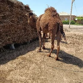 Köşekli düýe
