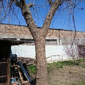 tut agaç dutarlyk
