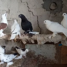 Kepderi