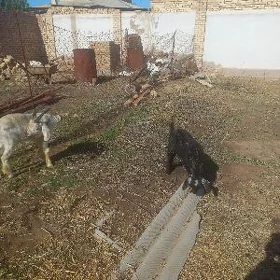 токлы