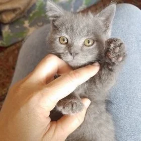 Британский котёнок