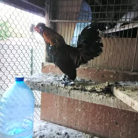 Karlik horozlar