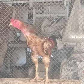 Horoz  taskent