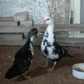 ördek indautka