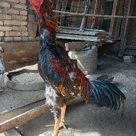бойсовый хораз 