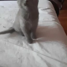 катята