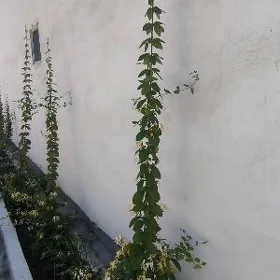 Jasmin