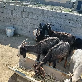 geçi