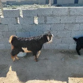 erkeç