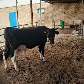 Ökuzler