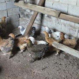 Brama towygyn yumurtgasy