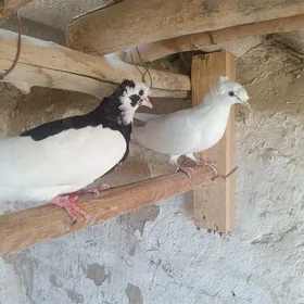 Kepderi ak