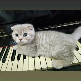 Шотландские котята