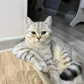 Котенка в хорошие руки
