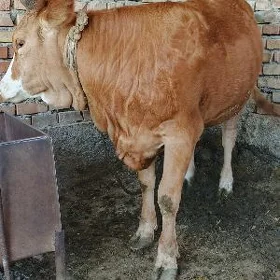 Gibrit Tüwe Bakylan