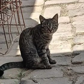 öy pișigi
