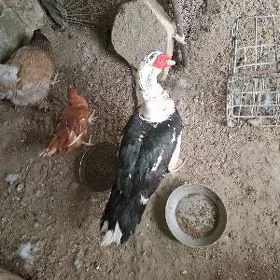 Ördek ındautka