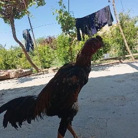 Bayso horaz