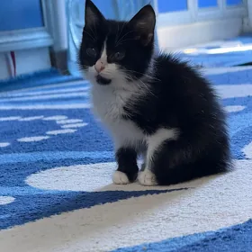 котенок