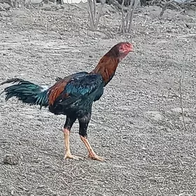 Horaz