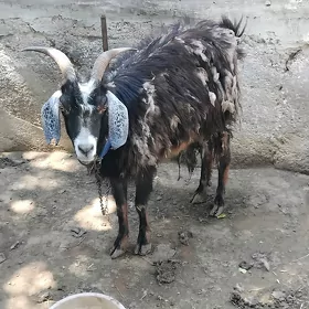 geci