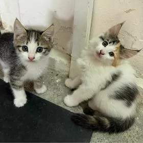 котята
