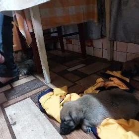 звонок