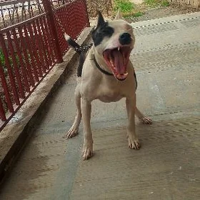 Urgaçy pitbul