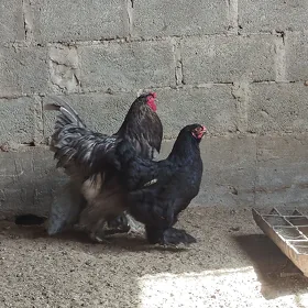 guşlar