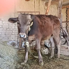 okuzce