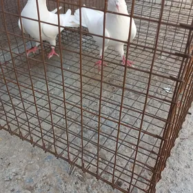 kepderi