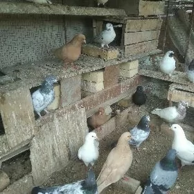 кептер