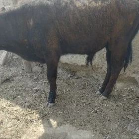 öküz