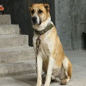Yolbars