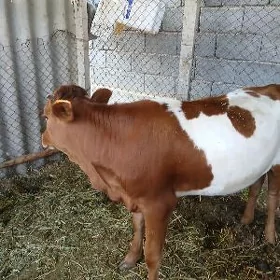 Tohum göle