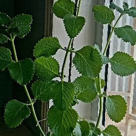 limonik  geran