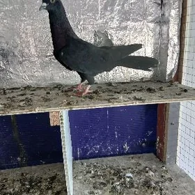 kepderi