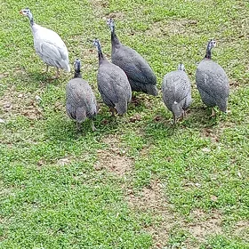 sizarka