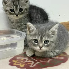 шотландские котята
