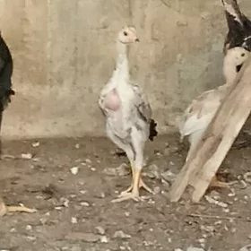 ташкент жуже