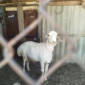goç