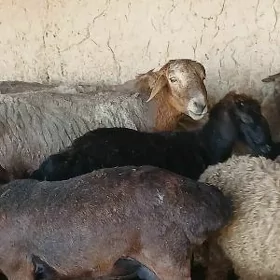 goç gisar