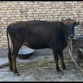 sygyr