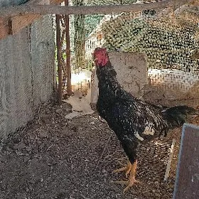 Paroda