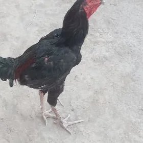 dakan horaz