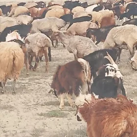 Goyun İşşek