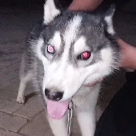 haýski