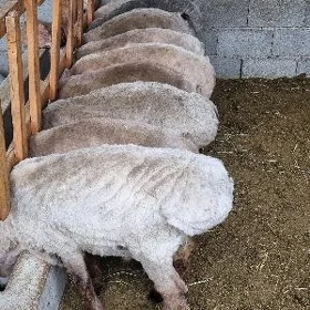 toklylar