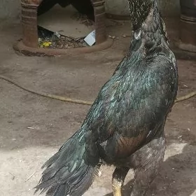 makyan
