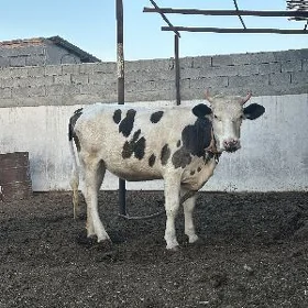 SİMENTAL BOGAZ TÜWE